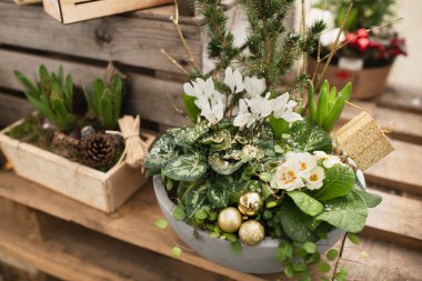 Noel için siklamenlerle Noel kompozisyonu