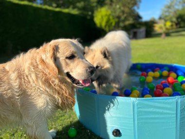Labrador ve Avrasier bahçede toplarla havuzda oynuyorlar.