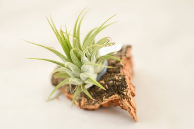 A green tillandsia air plants in a piece of wood clipart