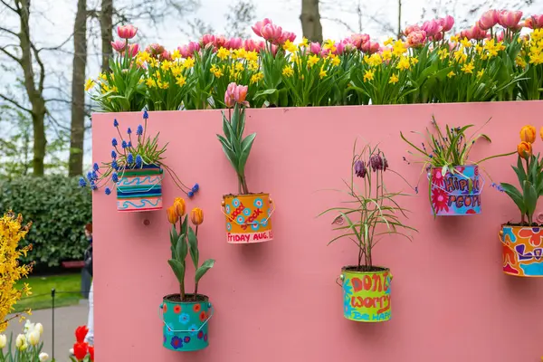 Lisse, Hollanda - 17 Nisan 2019: Çiçek laleleri, nergisler, muscari, duvardaki sümbüller. Bir Keukenhof parkında dekorasyon