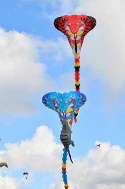 Uçurtma festivali. Atlantik Okyanusu sahillerinde gökyüzünde uçan kobra.