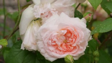 Bahçedeki güzel pembe gül