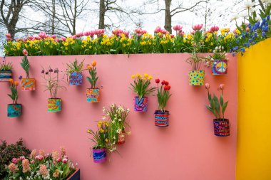 Lisse, Hollanda - 17 Nisan 2019: Çiçek laleleri, nergisler, muscari, duvardaki sümbüller. Bir Keukenhof parkında dekorasyon