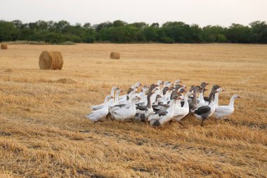 Bir kaz sürüsü yazın günbatımında biçilmiş buğday tarlasında koşar. Sahada kuru saman ruloları yatıyor..