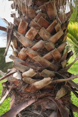 Kıllı palmiye gövdesi. Bir palmiye gövdesinin ayrıntıları. Kapat.