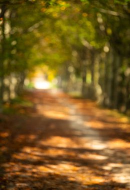 Sonbahar ormanındaki bir tünelin sonundaki ışığın bulanık bir fotoğrafı. Tünel Kavramının Sonu