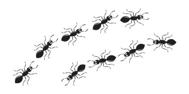 Ant line trail, small pest chain, black insect marching, animal colony, black silhouettes bug top view isolated on white background. Vector illustration