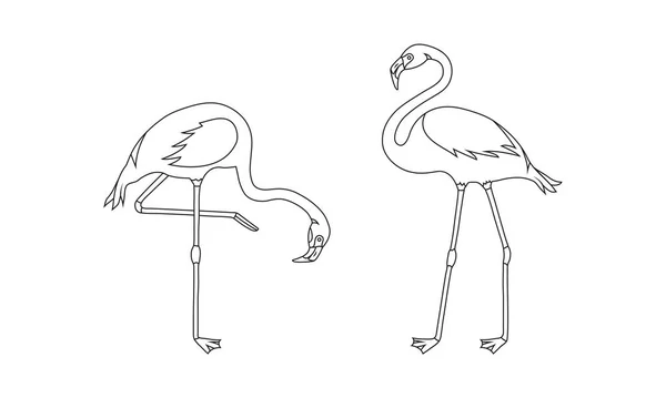 Flamingo Vector Line Icon Drawing Tropical Bird Summer Animal Set — Stock Vector