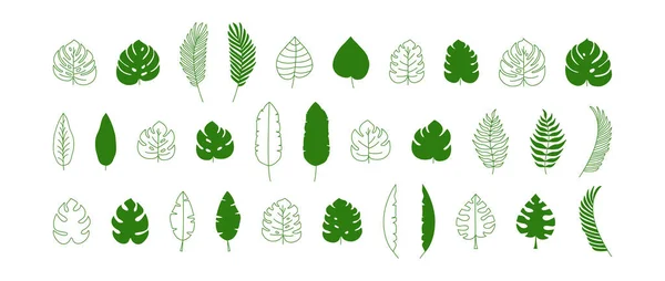 丛林中热带植物矢量图标 绿色平面和线条设计 夏天在白色背景下被隔离 离奇的简单说明 — 图库矢量图片