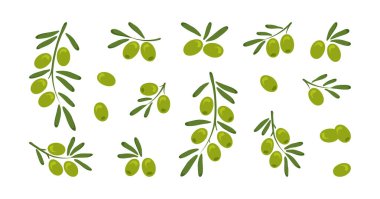 Yeşil zeytin vektörü ikonu, çizgi film dalı zeytin, yapraklı meyve yemeği, italyan ya da Yunan çileği, beyaz arka planda izole edilmiş oliva yağı. Akdeniz illüstrasyonu