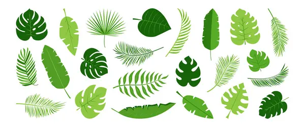 Palmblatt Tropischer Baum Bananenblätter Dschungelpflanze Exotisches Blattvektorsymbol Cartoon Sommerfarn Botanische Stockillustration