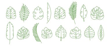 Palmiye yaprağı çizgisi ikonu, tropik ağaç, muz yaprakları, orman bitkisi, egzotik yaprak dizaynı. Çizgi film yaz eğreltiotu, botanik koleksiyonu, basit yeşil siluetler. Hawaii vektör illüstrasyonu