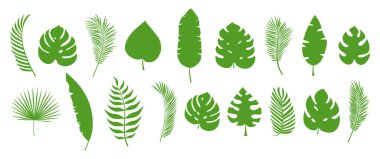 Palmiye yaprağı, tropikal ağaç, muz yaprakları, orman bitkisi, egzotik yaprak ikonu. Karikatür yaz eğreltiotu, botanik koleksiyonu, beyaz arka planda izole edilmiş basit yeşil set. Hawaii illüstrasyonu