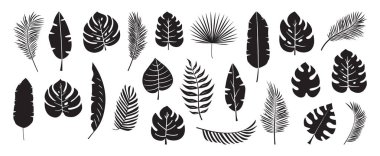 Palmiye yaprağı ikonu, tropikal bitki, muz ağacı, orman yaprakları, egzotik eğreltiotu. Çizgi film yaz yaprakları, botanik seti, beyaz arka planda izole edilmiş siyah siluetler. Hawaii vektör illüstrasyonu