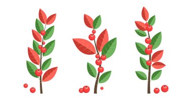 Noel kırmızı meyvesi, dal yaprağı ikonu, tatil ağacı ve bitki, süsleme filizi, Xmas çiçek seti. Karikatür çoban üzümü, beyaz arka planda izole edilmiş sonbahar dalı. Yeni yıl yaprakları. Vektör illüstrasyonu