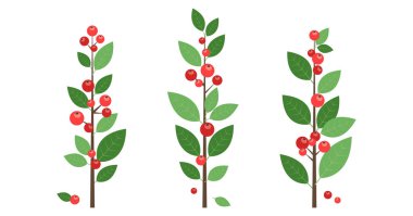 Noel kırmızı meyvesi, Noel ağacı ve bitki, dal yaprağı ikonu, süsleme meyve filizi, Xmas çiçek seti. Çizgi filmlerdeki sonbahar dalları beyaz arka planda izole edilmiş. Yeni yıl yaprakları. Vektör illüstrasyonu