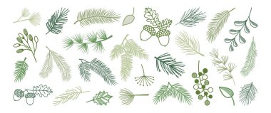 Noel çamı ve köknar, kış yaprağı ladini ve dal ağacı, yemyeşil bitki, meyve, meşe palamudu, yeşil sedir dalı ikonu, Noel ağacı, Noel süsleme sanatı. Yeni yıl el çizimi vektör illüstrasyonu