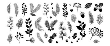 Kış yaprağı, Noel ağacı, kozalak, bitki eli çizilmiş. Xmas köknarı, ökseotu, böğürtlen, siyah çiçek süslemesi, iğne dalları, her zaman yeşil ladin, şeffaf arkaplanda kozalak. Vektör