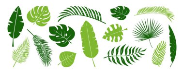 Yeşil palmiye yaprağı, tropik çiçek, çizgi film ormanı, egzotik hindistan cevizi yaprakları, yaz muz eğreltiotu, canavar yaprağı koleksiyonu. Yağmur ormanlarının cennet yaprakları. Beyaz bg üzerinde Hawaii çiçeği. Vektör illüstrasyonu