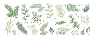 Noel ağacı dalı, kış ağacı köknarı, yaprak. Spruce iğnesi, Holly Berry. Her yeşil bitki eli çizilmiş, sedir dalı simgesi, Xmas bayramı yeşil kozalaklı süslemesi bg 'de izole edilmiş. Vektör illüstrasyonu