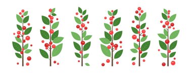 Noel bitkisi, kış dalı böğürtlen, tatil ağacı yaprağı, kutsal ökseotu. Xmas desenli yeşillikler. Beyaz bg üzerinde yeşil yapraklı Amerikan kırmızı meyve dalı çizgi filmi. Yeni Yıl vektör illüstrasyonu
