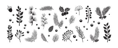 Winter or autumn plant. Christmas fir tree, holly berry, sprig, leaf, branch needle. Holiday pine cone, spruce, mistletoe, evergreen cedar, twig drawing isolated on white bg. Xmas vector illustration