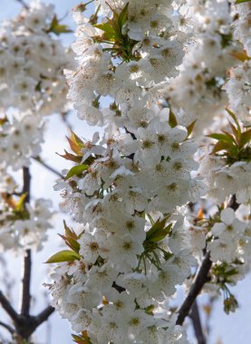 Güzel kiraz ağacı (cerasus) çiçekleri 