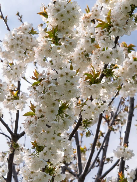Όμορφα Άνθη Κερασιάς Cerasus — Φωτογραφία Αρχείου