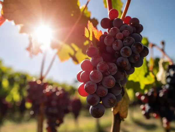 Зібрання Червоного Винограду Винограднику Сонячний День — стокове фото