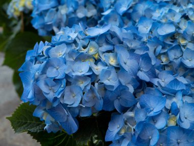 Güzel mor ortanca çiçekleri yakın