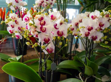 Beautiful orchid flowers in a flower shop clipart