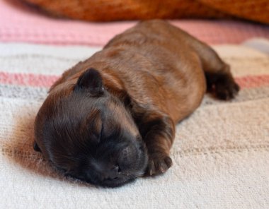 Rus cins Rus bichon yavrusu Yunanistan 'da