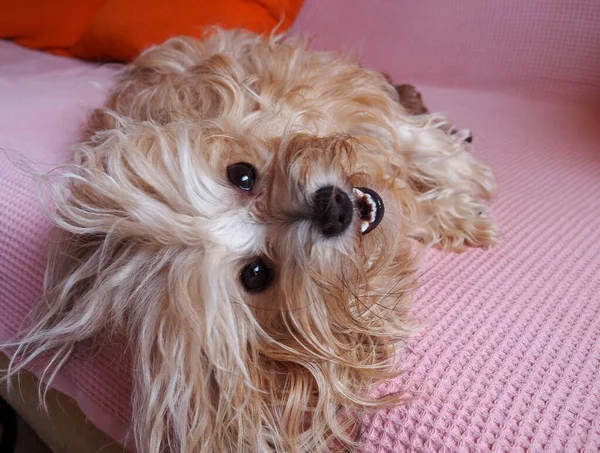 ロシアの品種 ギリシャのロシアの着色されたビチョン子犬 — ストック写真