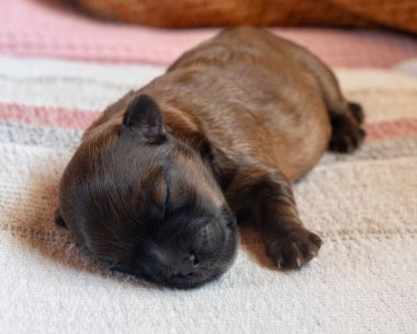 Rus cins Rus bichon yavrusu Yunanistan 'da