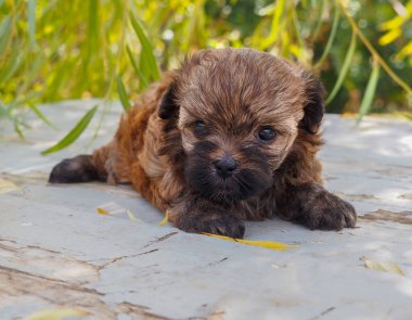 Rus cins Rus bichon yavrusu Yunanistan 'da