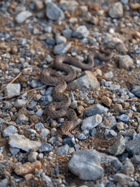 Kertenkele yılan Malpolon monspessulanus Yunanistan 'daki kayaları taklit ediyor