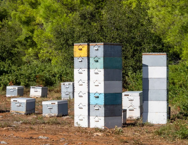 Ekologický Včelín Borovicovém Lese Ostrově Evia Řecku — Stock fotografie