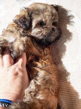 Rus cins Rus bichon yavrusu Yunanistan 'da