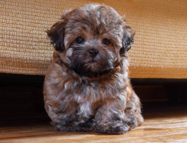 Rus cins Rus bichon yavrusu Yunanistan 'da