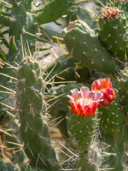 Beautiful cactus Opuntia cylindrica (Clolla) in Greece