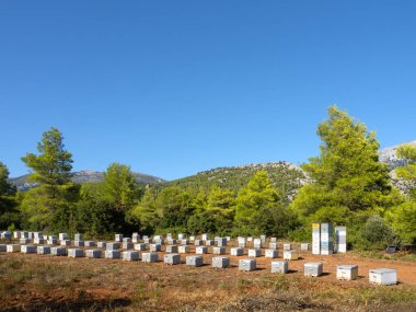 Yunanistan 'daki Evia adasındaki bir çam ormanında çevre dostu arı.
