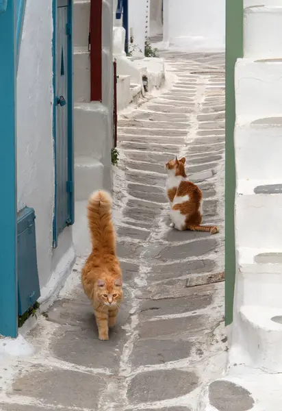 ギリシャのミコノス島の通りの美しい赤い猫 ロイヤリティフリーのストック写真