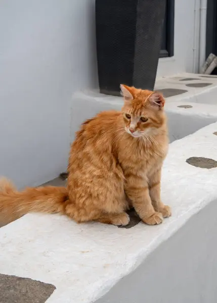 Beautiful Red Cats Street Island Mykonos Greece Stock Photo