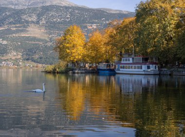 Yunanistan 'ın Ioannina kentinde Pamvotida Gölü' ndeki Kuğu Sonbahar Günü