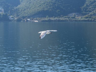 Yunanistan 'da İyon Denizi' nde martılar