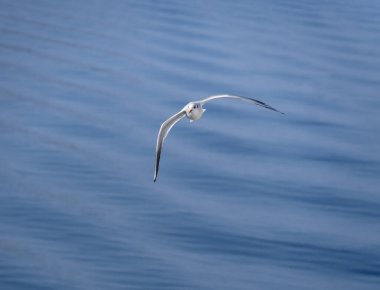 Yunanistan 'da İyon Denizi' nde martılar