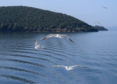 Yunanistan 'da İyon Denizi' nde martılar