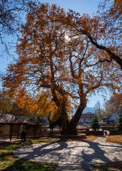Yunanistan 'ın Epirus dağlarındaki Metsovo dağ turizm köyünün merkezindeki parkta bir çınar ağacı.