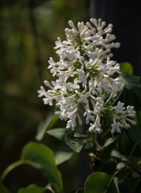 Güzel beyaz leylak şırınga çiçekleri 