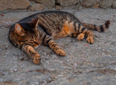 Yunanistan 'ın Mykonos adasında başıboş bir Yunan kedisi